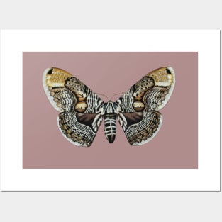 Brahmin moth Posters and Art